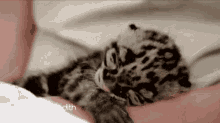 The Cutest Baby Leopard On The Meredith Vieira Show! GIF - Meredith Vieira Tmvs GIFs