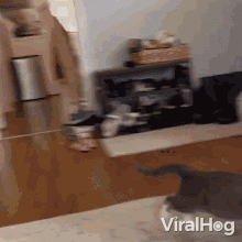 Cat Jumps Viralhog GIF - Cat Jumps Viralhog Cat Runs GIFs