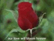 Love Rose Blooming GIF - Love Rose Blooming Love Wil Bloom Forever GIFs