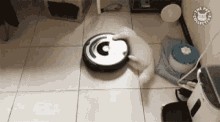 Cat Bored GIF - Cat Bored Playing GIFs