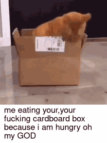 cat cardboard box consume eat eating