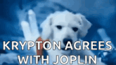 a puppy is giving a high five with the words krypton agrees with joplin below it