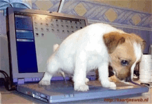 peeing on the laptop dog pee