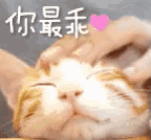 你最乖 GIF - You Are The Sweetest Kitten Cat GIFs