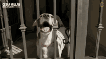 Dog Open Mouth GIF - Dog Open Mouth Waiting Patiently GIFs