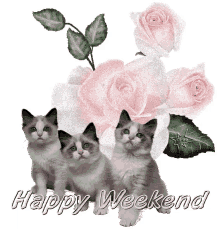 Happy Weekend Kittens GIF - Happy Weekend Kittens Flowers GIFs