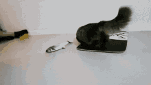 Cat Kitty GIF - Cat Kitty Gako GIFs