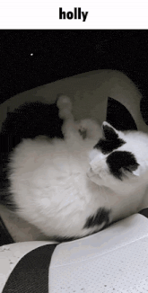 a black and white cat is laying on its back with the word holly above it