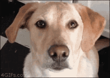Dog Overloaded GIF - Dog Overloaded Coping GIFs