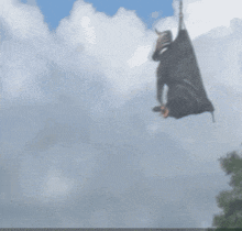 a cow is hanging upside down from a rope