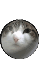 a close up of a cat 's face in a circle with a white background