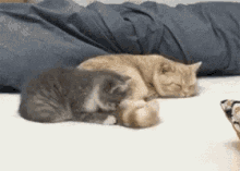 Meow Cats GIF - Meow Cats Vampire Cat Attack GIFs