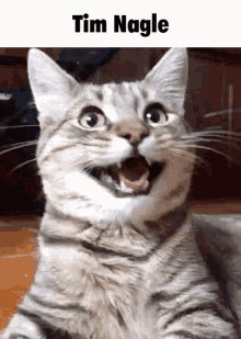 Tim Nagle Cat GIF - Tim Nagle Cat Happy GIFs