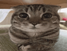 Cat Kit GIF - Cat Kit Stare GIFs