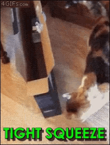 Tight Squeeze Cats GIF - Tight Squeeze Cats Funny Animals GIFs