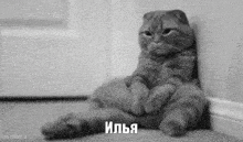 Ilya Cat GIF - Ilya Cat илья GIFs