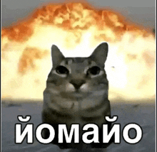 a cat is sitting in front of an explosion with the words `` iomayo '' on it .