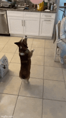 a dog is standing on its hind legs in a kitchen