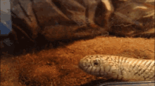 Do Snakes Yawn When They Are Tired GIF - Do Snakes Yawn When They Are Tired GIFs