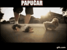 Puppy Papucar GIF - Puppy Papucar GIFs