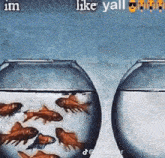 Im Like Yall Fish Orange Fish GIF - Im Like Yall Fish Fish Orange Fish GIFs