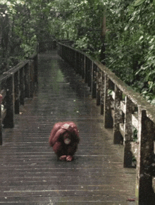 a monkey is sitting on a wooden walkway in the rain