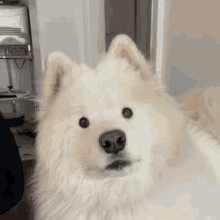 Samoyed Dog GIF - Samoyed Dog Ryder GIFs