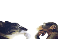 a cat and a monkey are looking at each other on a white background