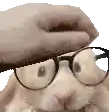 a rabbit wearing glasses and a hat is being petting by a person .