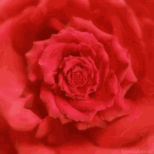 Rose GIF - Red Rose GIFs