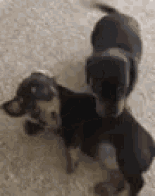 doggo dachshunds puppies cute dogfight