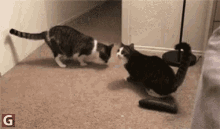 cat scared cat vs cucumber