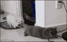 Funny Animals Come GIF - Funny Animals Come On GIFs