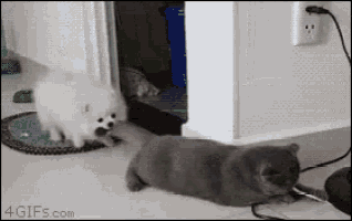 Funny Animals Come GIF - Funny Animals Come On - Discover & Share GIFs