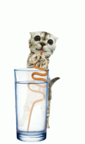 Cat Reminder GIF - Cat Reminder Water - Discover & Share GIFs