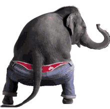 elephant hump