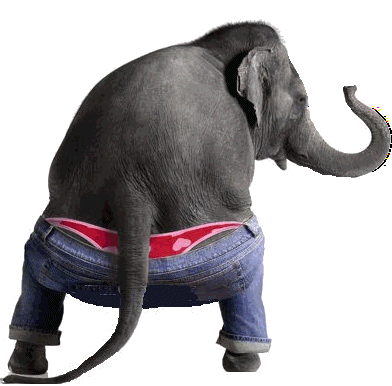 Happy Hump Day Elephant Sticker - Happy Hump Day Elephant Dancing Stickers