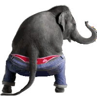 Happy Hump Day Elephant Sticker - Happy Hump Day Elephant Dancing Stickers