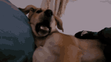 Dog Waking Up GIF