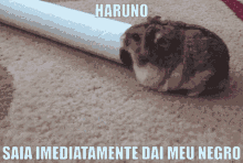 Haruno Muralhas GIF - Haruno Muralhas Sagusky GIFs
