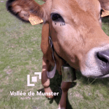 Vache Montbéliarde GIF