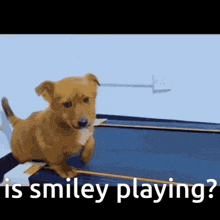 a puppy is standing on a trampoline with the words " is smiley playing " written below it