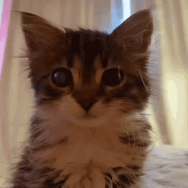 Kitty Looking Up GIF - Kitty Looking Up Cat - Discover & Share GIFs