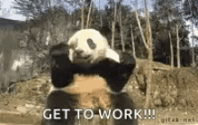Panda Get To Work GIF - Panda Get To Work Pandas GIFs