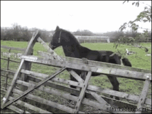 Horse Fail GIF - Horse Fail Jump GIFs