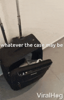 Whatever The Case May Be Cat Meme GIF - Whatever The Case May Be Cat Meme Cat GIFs