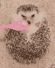 Hedgehog Eating GIF - Hedgehog Eating Cute GIFs