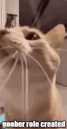 Cat Cat Fling GIF - Cat Cat Fling Goober GIFs