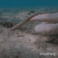 a close up of a person 's hand touching a fish 's tail with the words viralhog behind them