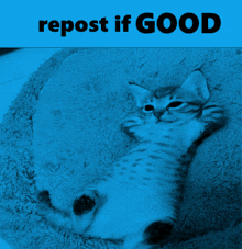 a kitten is laying on its back with the words repost if good below it